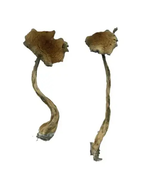 Alacabenzi Magic Mushrooms Online