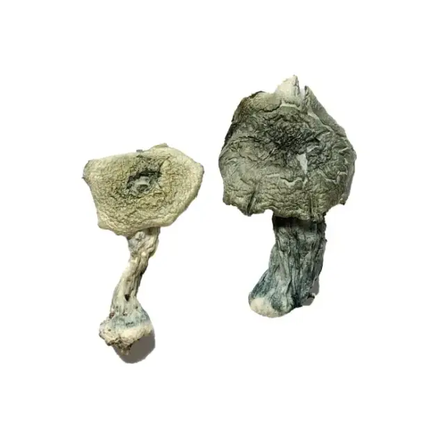 Albino Cambodians Magic Mushrooms for Mindful Journeys