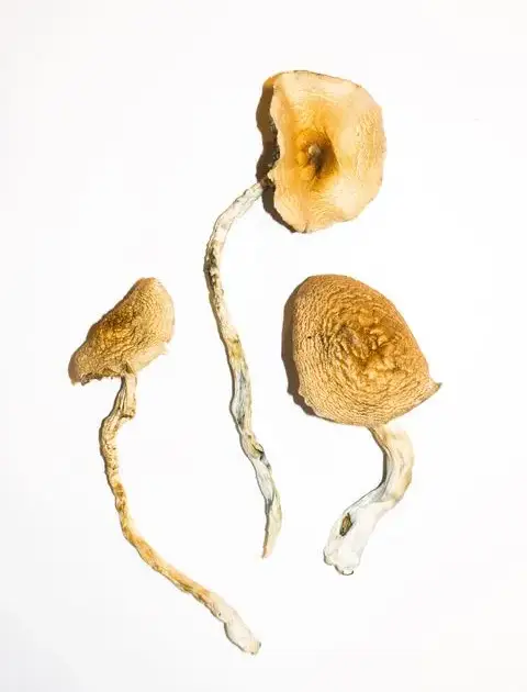 Golden Teachers Magic Mushrooms