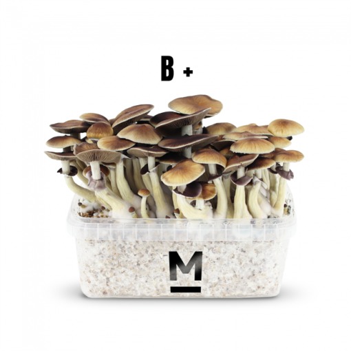 Magic Mushroom Grow Kit B by Mondo Online