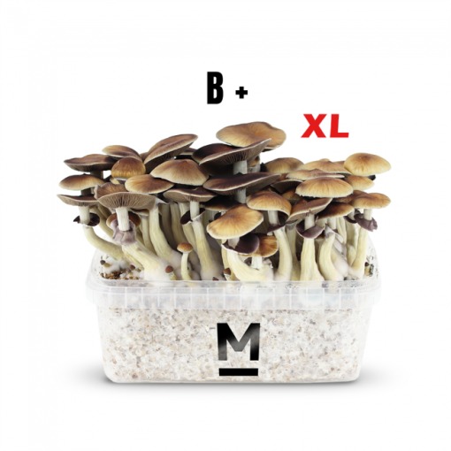 Magic Mushroom Grow Kit PES Amazonian XL by Mondo®