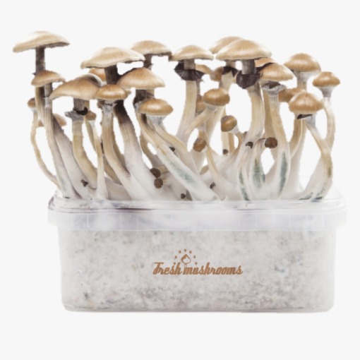 Mushroom Grow Kits