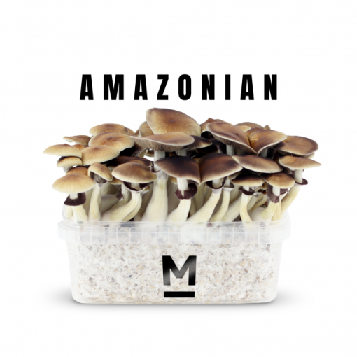 High-Quality Mazatapec Magic Mushroom Grow Kit Online