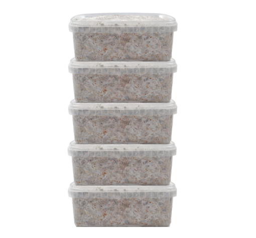 Premium Magic Mushroom Grow Kits – Mycomate Discount Pack